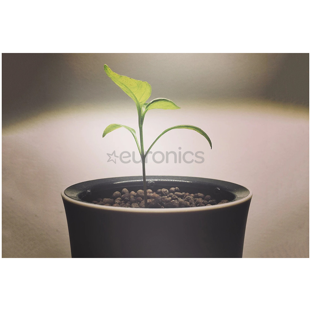 Botanium, balta - Viedais puķupods