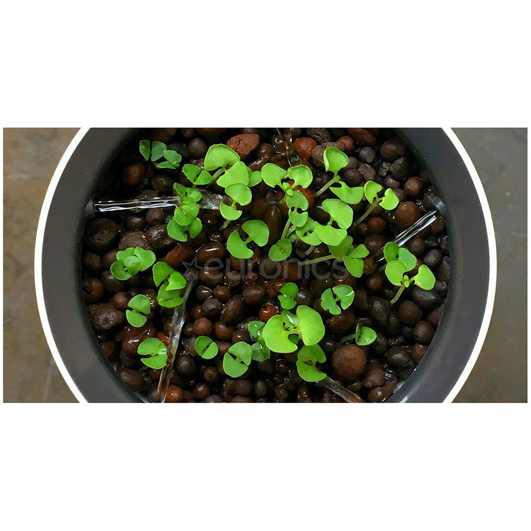 Botanium, balta - Viedais puķupods